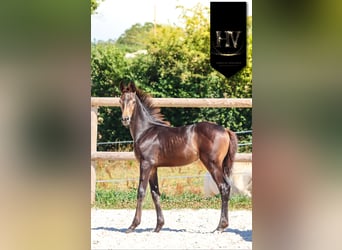 KWPN, Merrie, Veulen (01/2025), Buckskin
