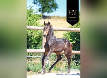 KWPN, Merrie, Veulen (01/2025), Buckskin