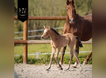 KWPN, Merrie, Veulen (01/2026), Buckskin