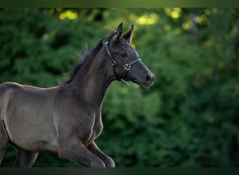 KWPN, Merrie, Veulen (04/2025), Donkerbruin