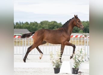 KWPN, Merrie, Veulen (02/2025), Donkerbruin