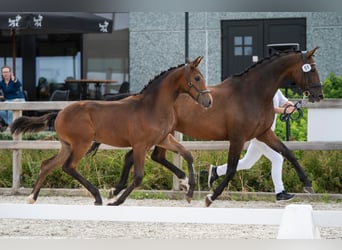 KWPN, Merrie, Veulen (02/2025), Donkerbruin