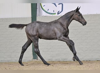 KWPN, Merrie, Veulen (04/2026), Donkerbruin