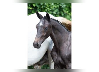 KWPN, Merrie, Veulen (04/2026), Donkerbruin
