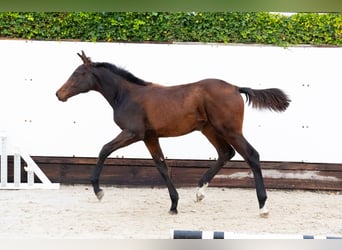 KWPN, Merrie, Veulen (03/2025), Donkerbruin