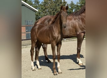 KWPN, Merrie, Veulen (03/2025), Donkere-vos
