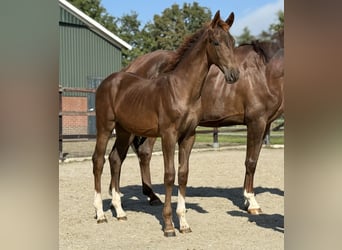 KWPN, Merrie, Veulen (03/2025), Donkere-vos