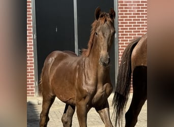 KWPN, Merrie, Veulen (03/2025), Donkere-vos