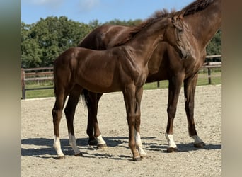 KWPN, Merrie, Veulen (03/2025), Donkere-vos