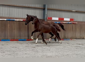 KWPN, Merrie, Veulen (03/2025), Donkere-vos