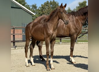 KWPN, Merrie, Veulen (03/2025), Donkere-vos