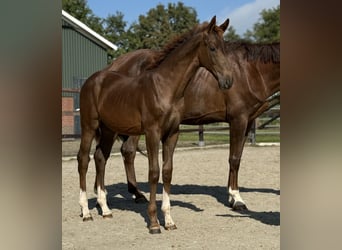 KWPN, Merrie, Veulen (03/2025), Donkere-vos