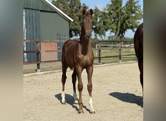 KWPN, Merrie, Veulen (03/2025), Donkere-vos