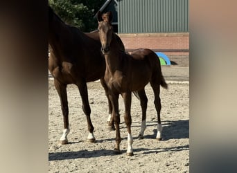 KWPN, Merrie, Veulen (03/2025), Donkere-vos