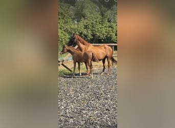 KWPN, Merrie, Veulen (03/2026), Donkere-vos