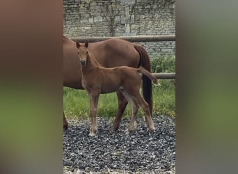 KWPN, Merrie, Veulen (03/2026), Donkere-vos