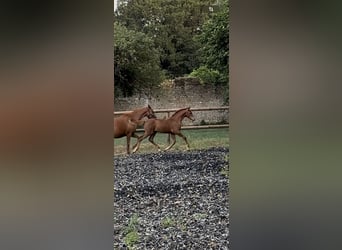 KWPN, Merrie, Veulen (03/2026), Donkere-vos