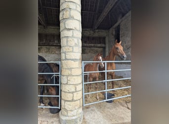 KWPN, Merrie, , Donkere-vos