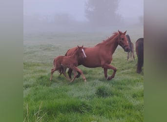 KWPN, Merrie, , Donkere-vos