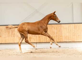 KWPN, Merrie, Veulen (02/2025), Donkere-vos