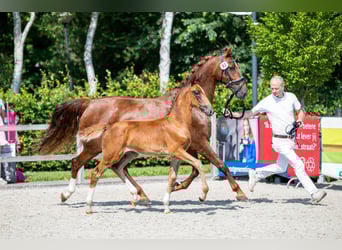 KWPN, Merrie, Veulen (04/2025), Donkere-vos