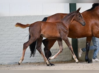 KWPN, Merrie, Veulen (05/2026), Donkere-vos