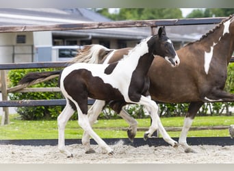 KWPN, Merrie, Veulen (02/2026), Gevlekt-paard