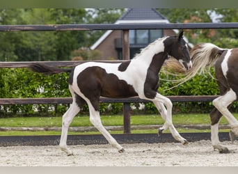 KWPN, Merrie, Veulen (02/2026), Gevlekt-paard
