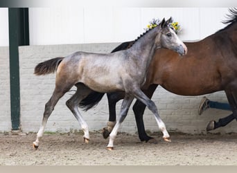 KWPN, Merrie, Veulen (01/2026), Roodbruin