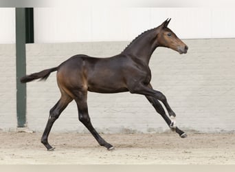 KWPN, Merrie, , Roodbruin