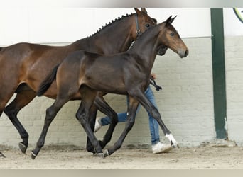 KWPN, Merrie, , Roodbruin