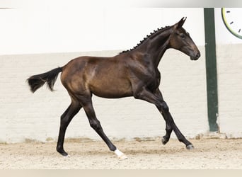KWPN, Merrie, Veulen (01/2025)