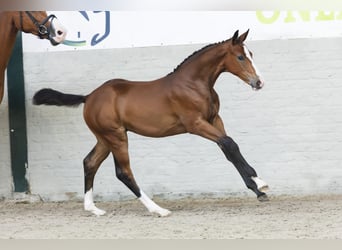 KWPN, Merrie, Veulen (04/2025)