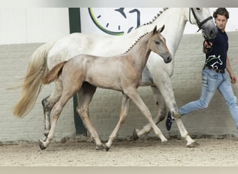 KWPN, Merrie, Veulen (06/2025)