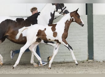 KWPN, Merrie, Veulen (05/2025)