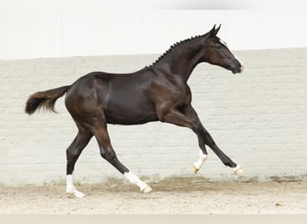 KWPN, Merrie, Veulen (03/2025)