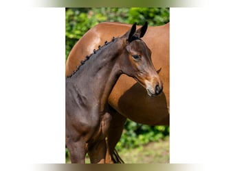 KWPN, Merrie, Veulen (06/2025)