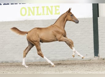 KWPN, Merrie, Veulen (04/2025)