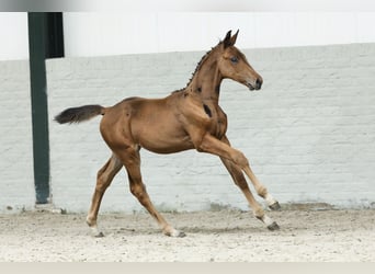 KWPN, Merrie, Veulen (07/2025)