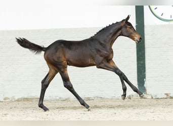 KWPN, Merrie, Veulen (06/2025)