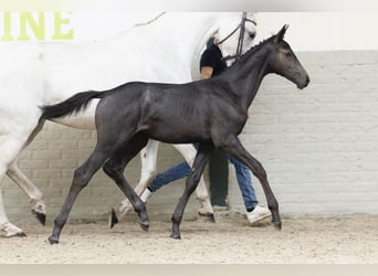 KWPN, Merrie, Veulen (04/2025)