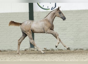 KWPN, Merrie, Veulen (06/2025)