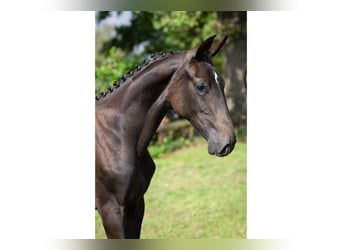 KWPN, Merrie, Veulen (01/2025)