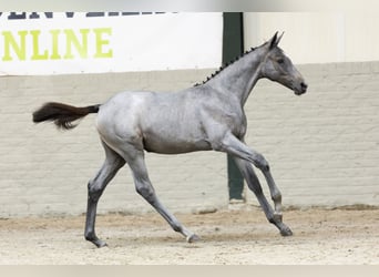 KWPN, Merrie, Veulen (05/2025)