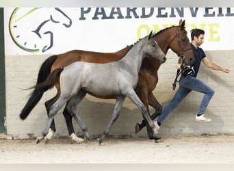 KWPN, Merrie, Veulen (05/2025)