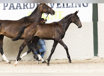 KWPN, Merrie, Veulen (01/2025)
