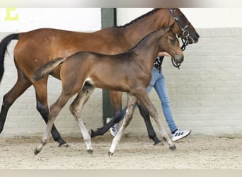 KWPN, Merrie, Veulen (06/2025)