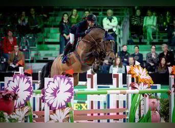 KWPN, Merrie, Veulen (01/2025)