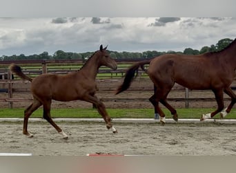 KWPN, Merrie, Veulen (05/2026), Vos