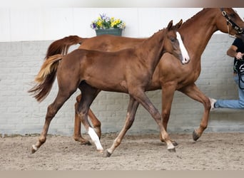 KWPN, Merrie, Veulen (04/2026), Vos